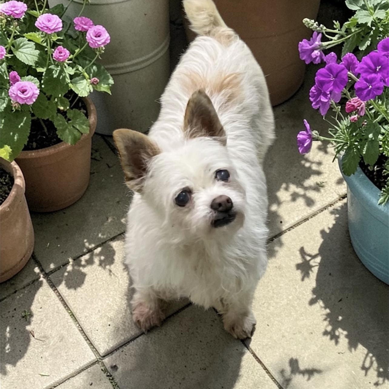 Enlarge Muffin, an adopted mixed breed in Los Angeles, CA image 1/4