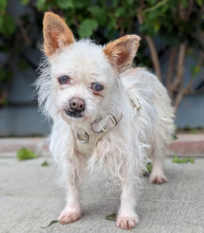 Enlarge Muffin, a ADOPTABLE Terrier in Los Angeles, CA image 3/3