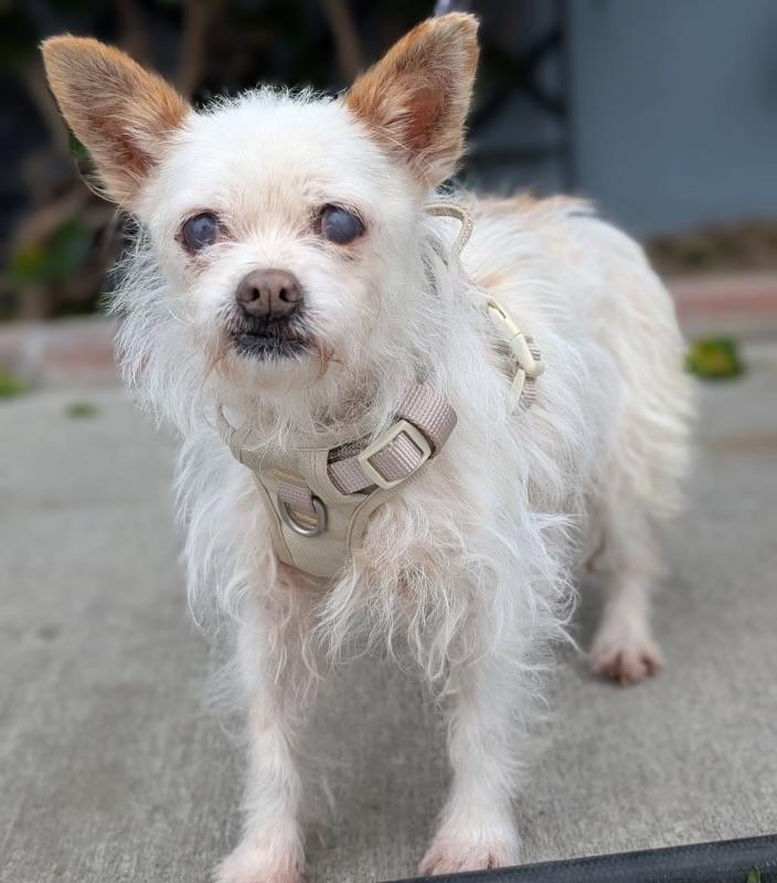 Enlarge Muffin, a ADOPTABLE Terrier in Los Angeles, CA image 2/3