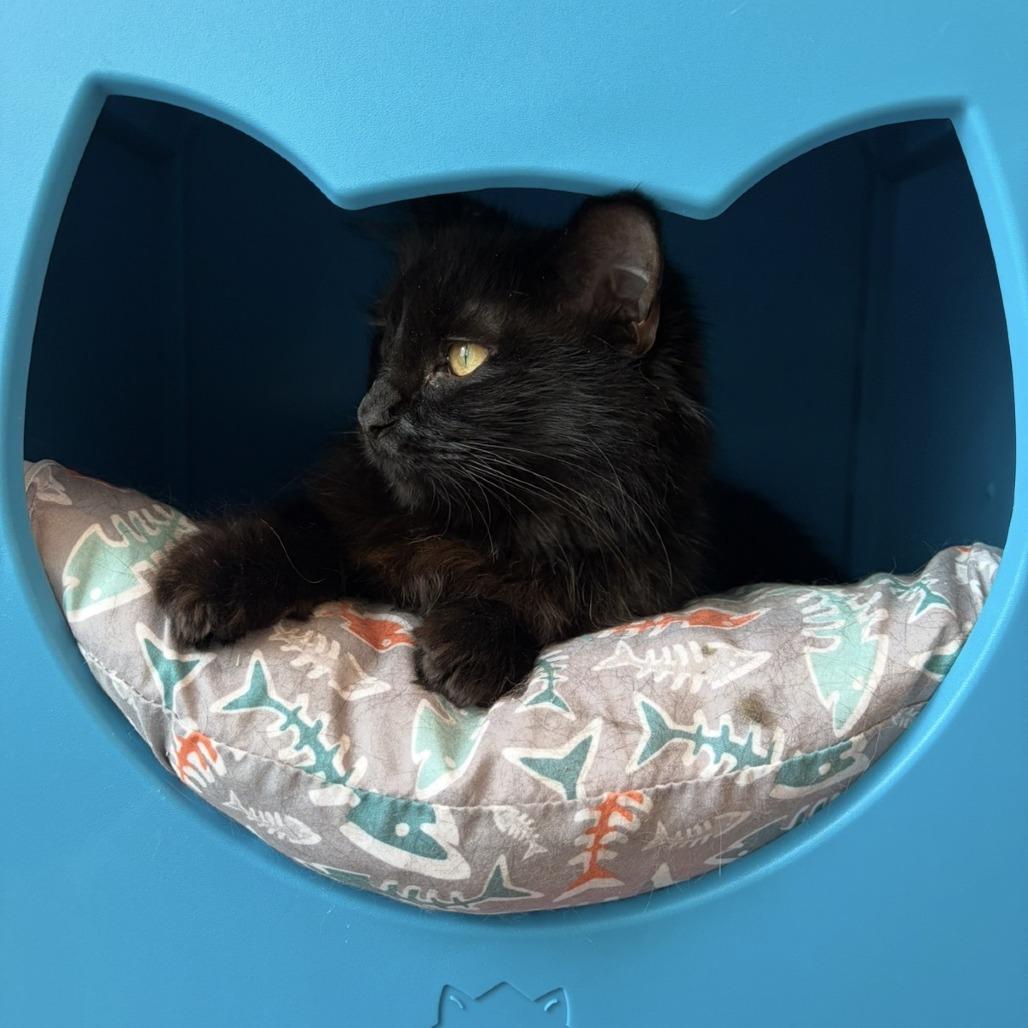 Sydelle, Adoptable, Young Female Domestic Medium Hair.