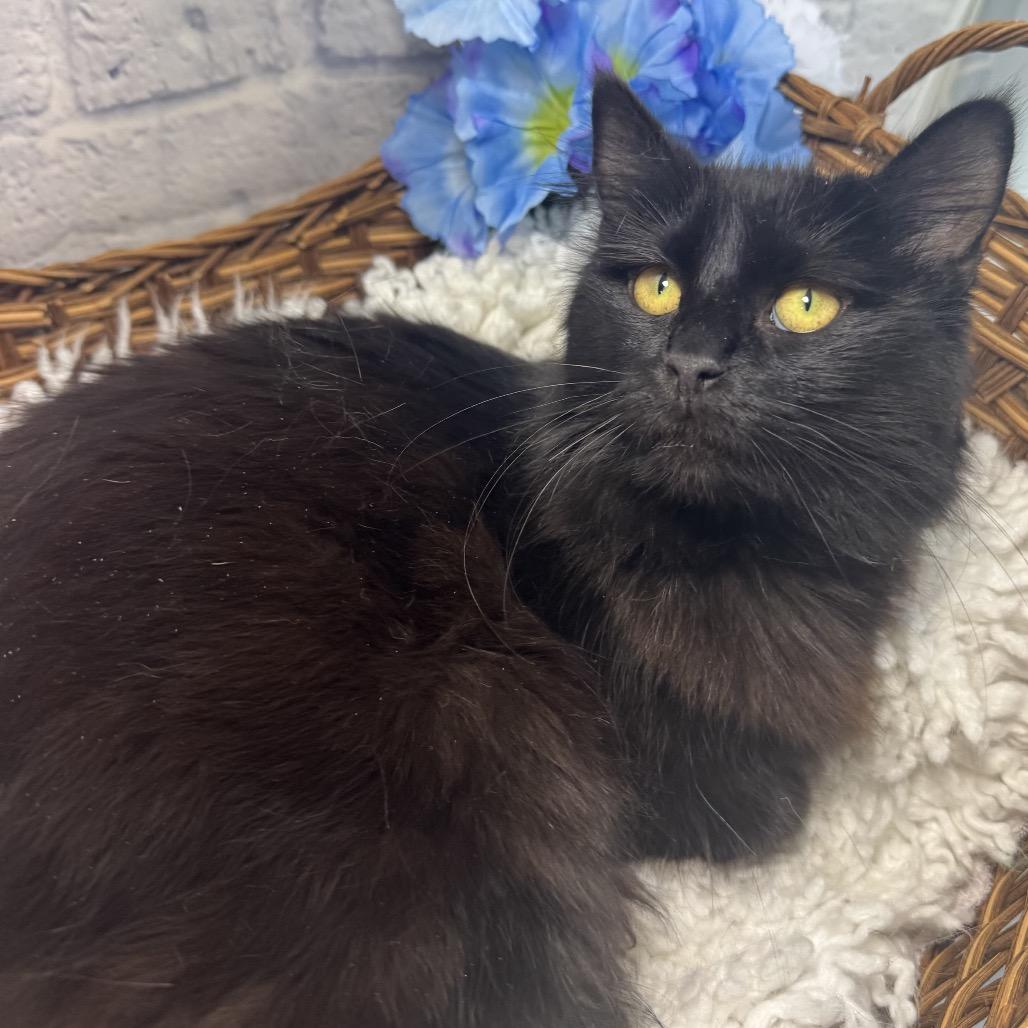 Sydelle, a Adoptable Domestic Medium Hair in Harrisonburg, VA image 2/4