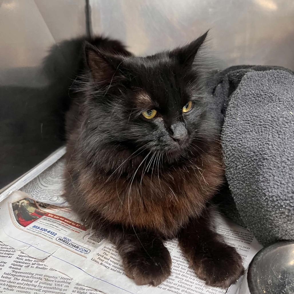 Sydelle, a Adoptable Domestic Medium Hair in Harrisonburg, VA image 3/4