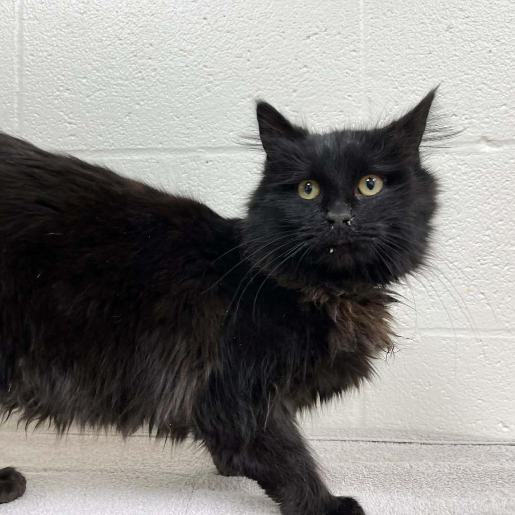 Sydelle, a Adoptable Domestic Medium Hair in Harrisonburg, VA image 4/4