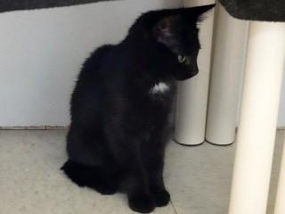 Spencer, an adopted mixed breed in Anaconda, MT image 4/4