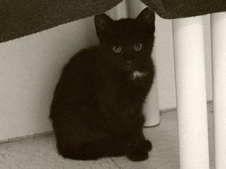 Spencer, an adopted mixed breed in Anaconda, MT image 3/4