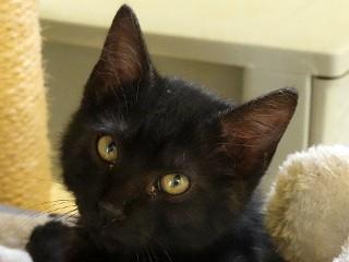 Spencer, adopted, Young Male Domestic Short Hair.