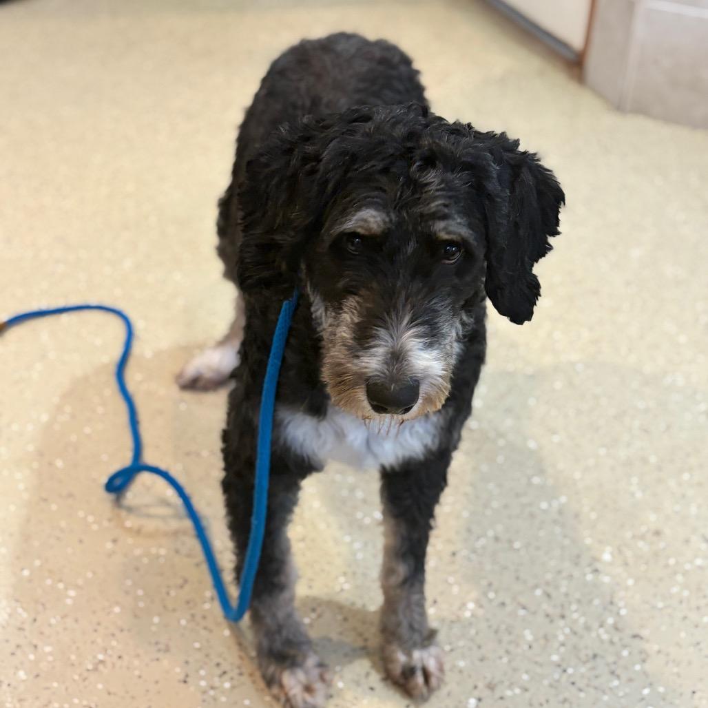 Enlarge Molly, an adoptable mixed breed in Fenton, MI image 1/1