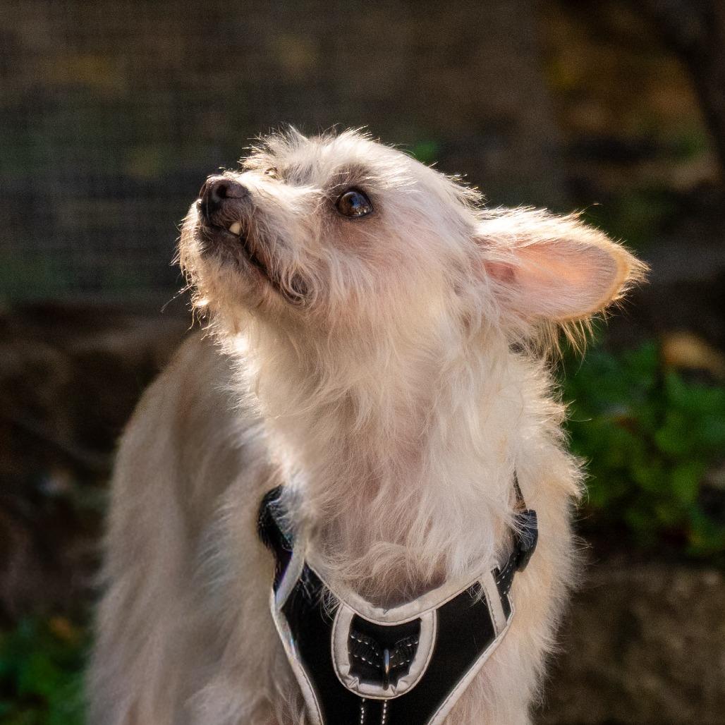 Vanilla, a Adoptable mixed breed in Pacifica, CA image 1/6