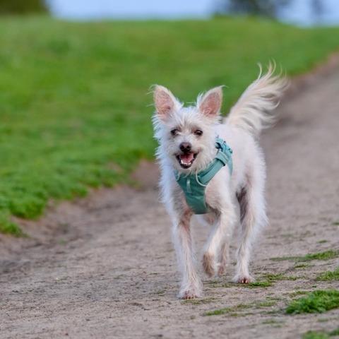 Vanilla, Adoptable, Adult Female Terrier & Chihuahua.