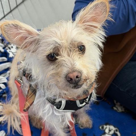 Vanilla, Adoptable, Adult Female Terrier & Chihuahua.