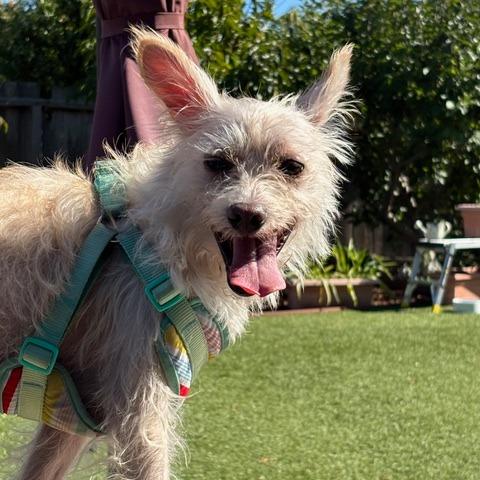 Enlarge Vanilla, a Adoptable mixed breed in Pacifica, CA image 2/6