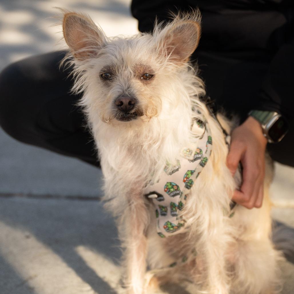 Enlarge Vanilla, a Adoptable mixed breed in Pacifica, CA image 3/6