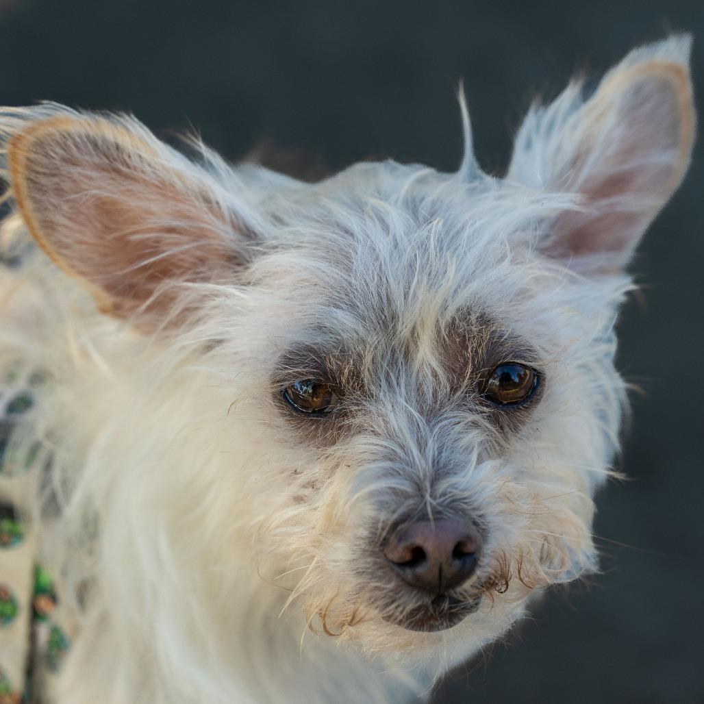 Enlarge Vanilla, a Adoptable mixed breed in Pacifica, CA image 2/5
