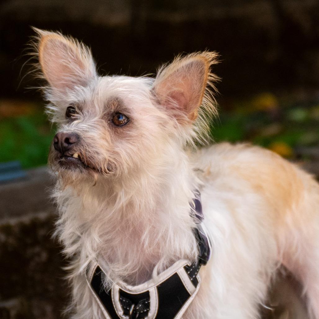 Vanilla, a Adoptable mixed breed in Pacifica, CA image 3/6