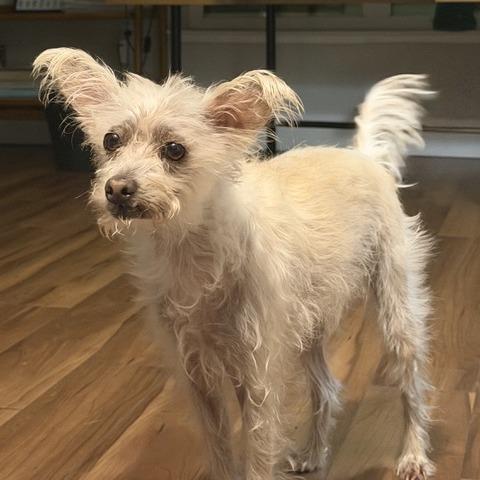 Enlarge Vanilla, a Adoptable mixed breed in Pacifica, CA image 3/5