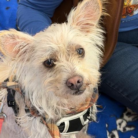 Enlarge Vanilla, a Adoptable mixed breed in Pacifica, CA image 5/6