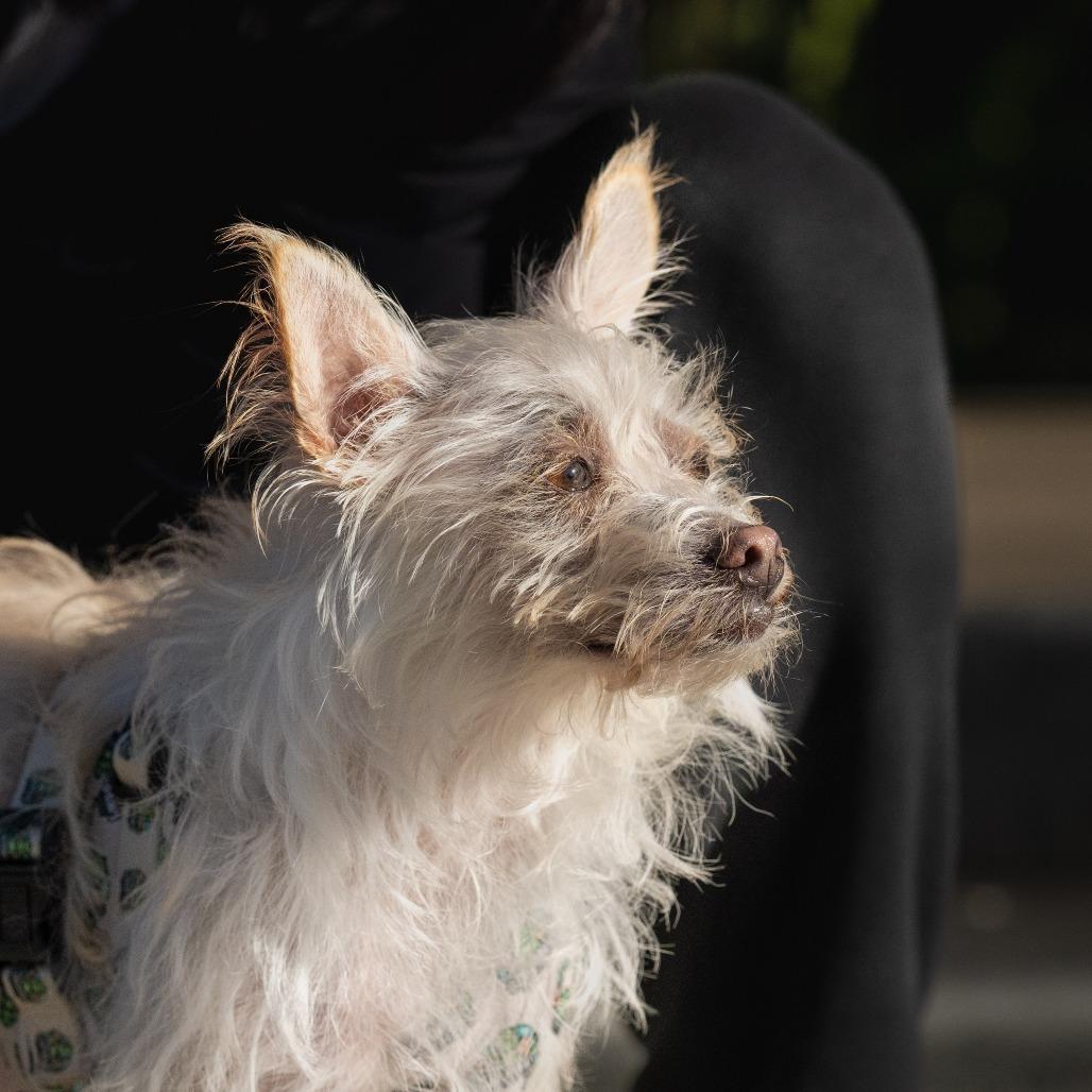 Enlarge Vanilla, a Adoptable mixed breed in Pacifica, CA image 4/5