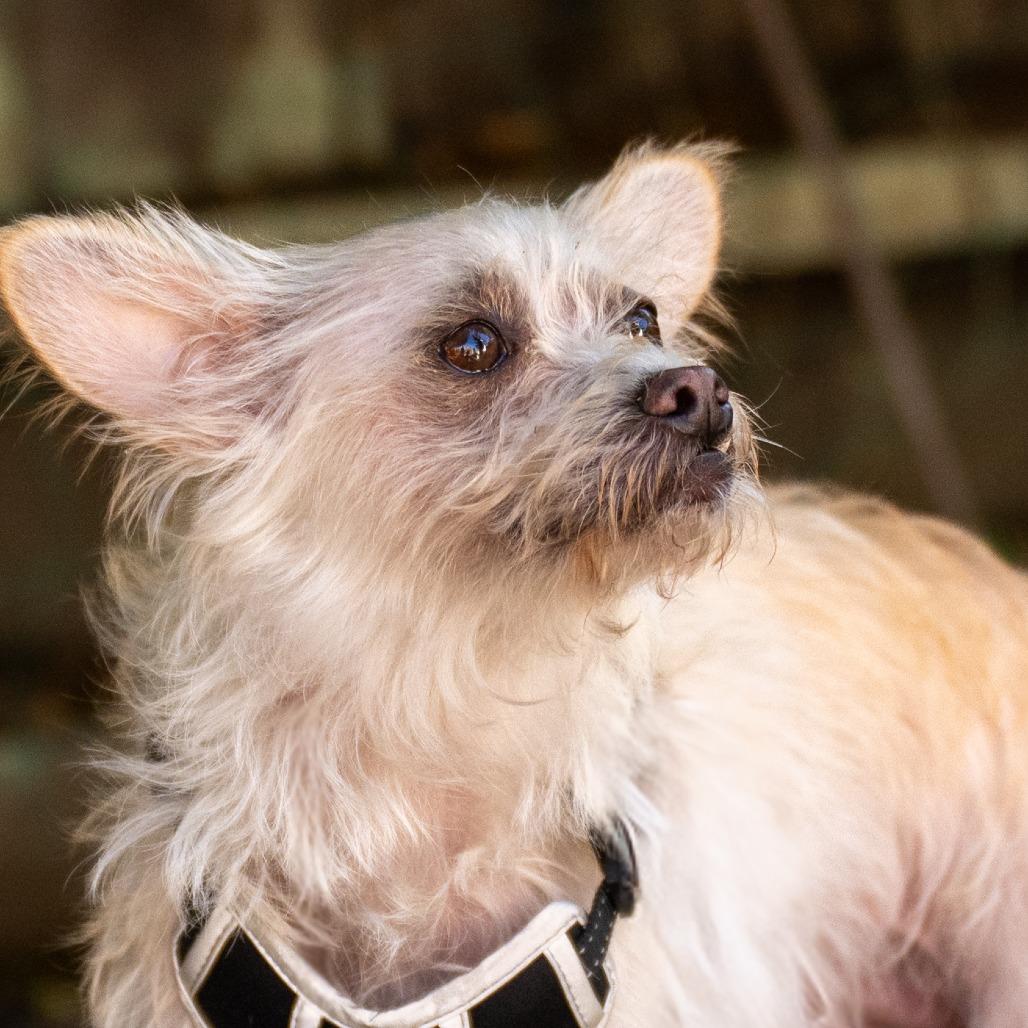 Vanilla, a Adoptable mixed breed in Pacifica, CA image 4/6