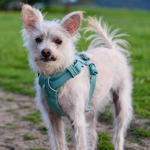 Enlarge Vanilla, a Adoptable mixed breed in Pacifica, CA image 5/5