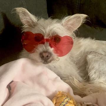 Enlarge Vanilla, a Adoptable mixed breed in Pacifica, CA image 5/6