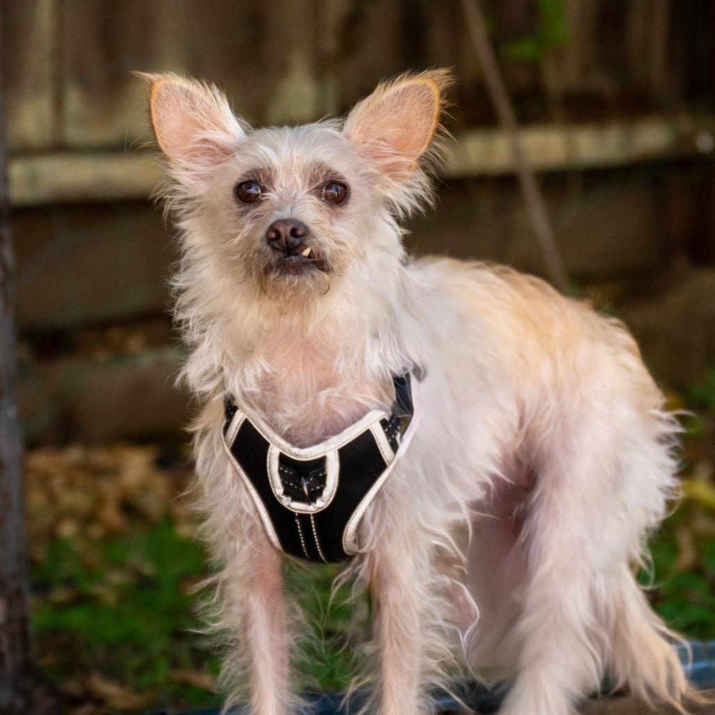 Vanilla, a Adoptable mixed breed in Pacifica, CA image 5/6