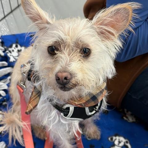 Enlarge Vanilla, a Adoptable mixed breed in Pacifica, CA image 6/6