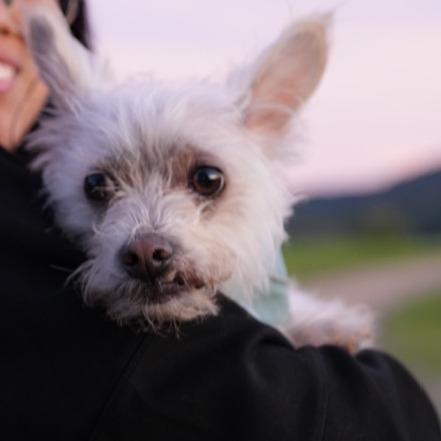Vanilla, a Adoptable mixed breed in Pacifica, CA image 5/5