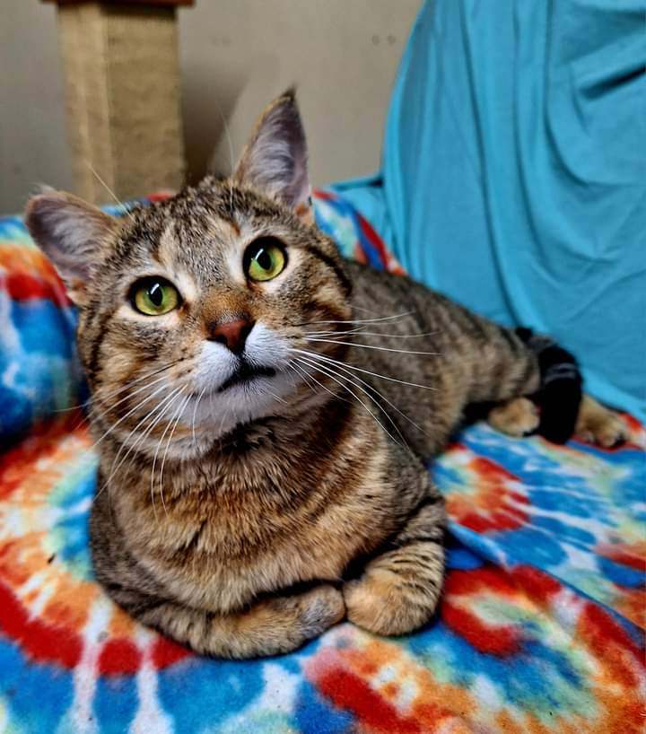 Buddy, a Adopted Domestic Short Hair in Fargo, ND image 1/3