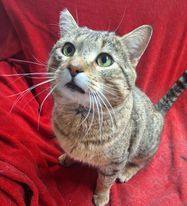 Buddy, a Adopted Domestic Short Hair in Fargo, ND image 2/3