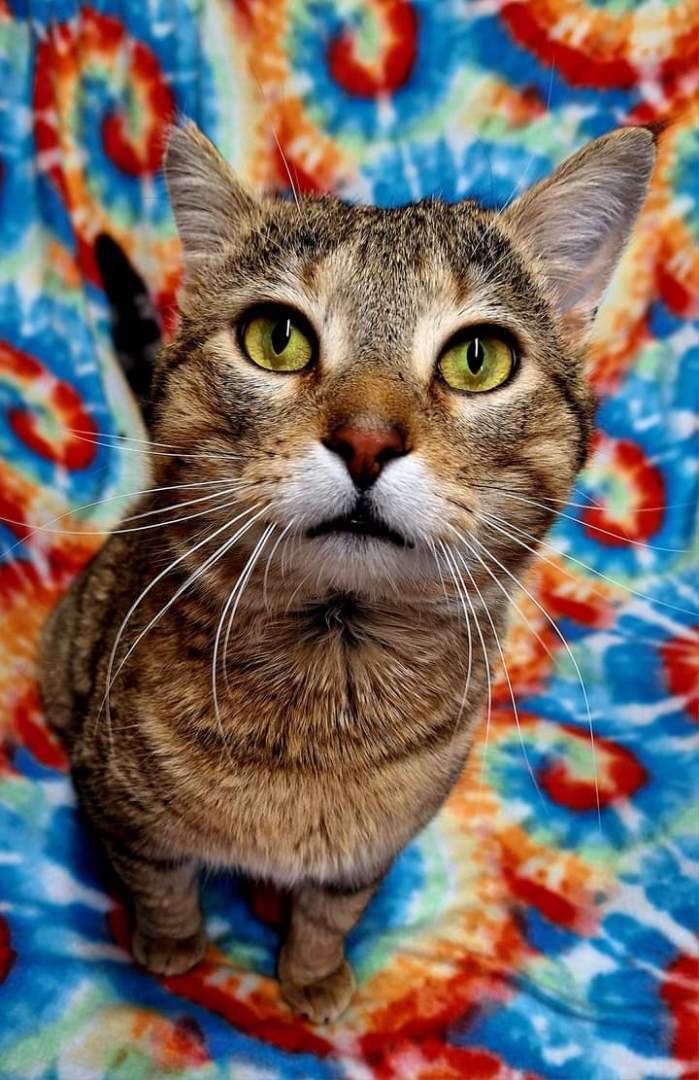 Buddy, a Adopted Domestic Short Hair in Fargo, ND image 3/3