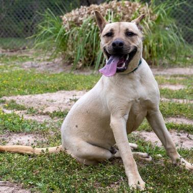 Simon, a Adoptable mixed breed in Tyler, TX image 1/3