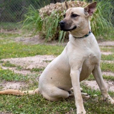 Simon, a Adoptable mixed breed in Tyler, TX image 2/3