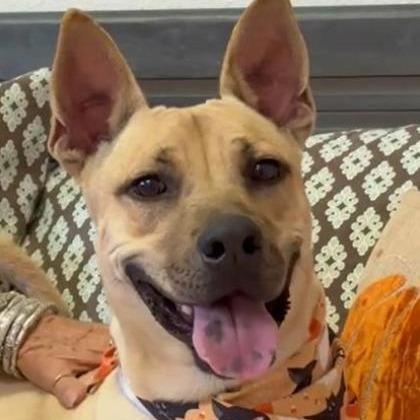 Simon, a Adoptable mixed breed in Tyler, TX image 3/3