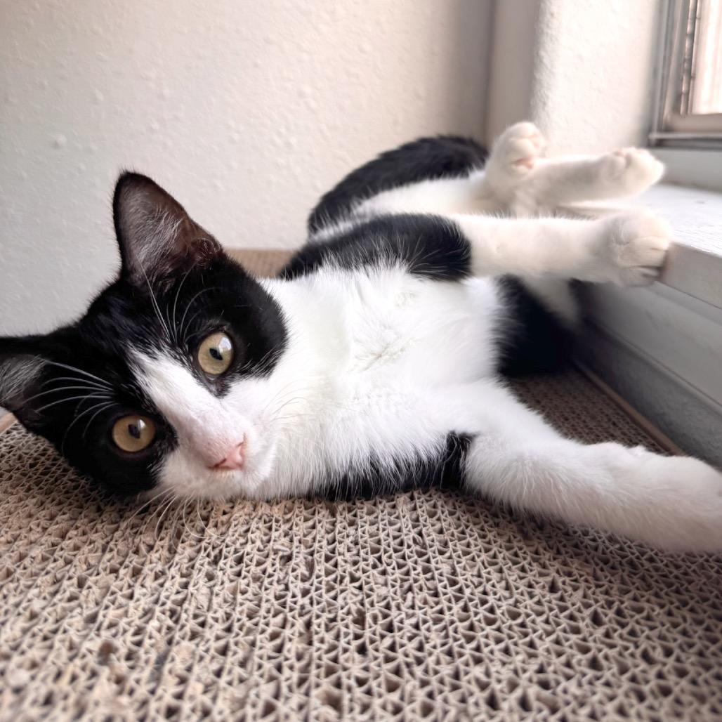 Enlarge Chepita (FeLV Positive), a Adoptable Domestic Short Hair in Poughkeepsie, NY image 1/5