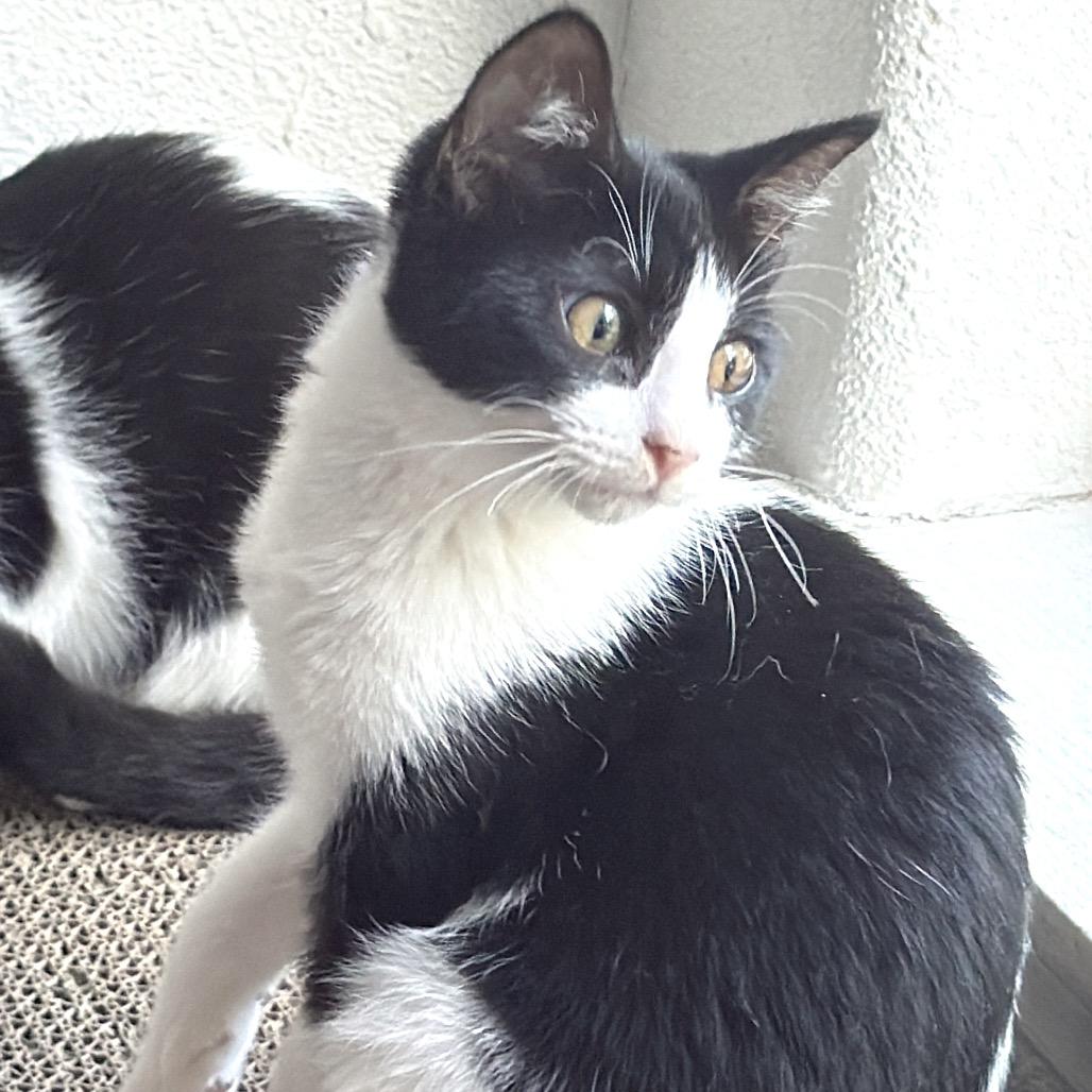 Enlarge Chepita (FeLV Positive), a Adoptable Domestic Short Hair in Poughkeepsie, NY image 2/5