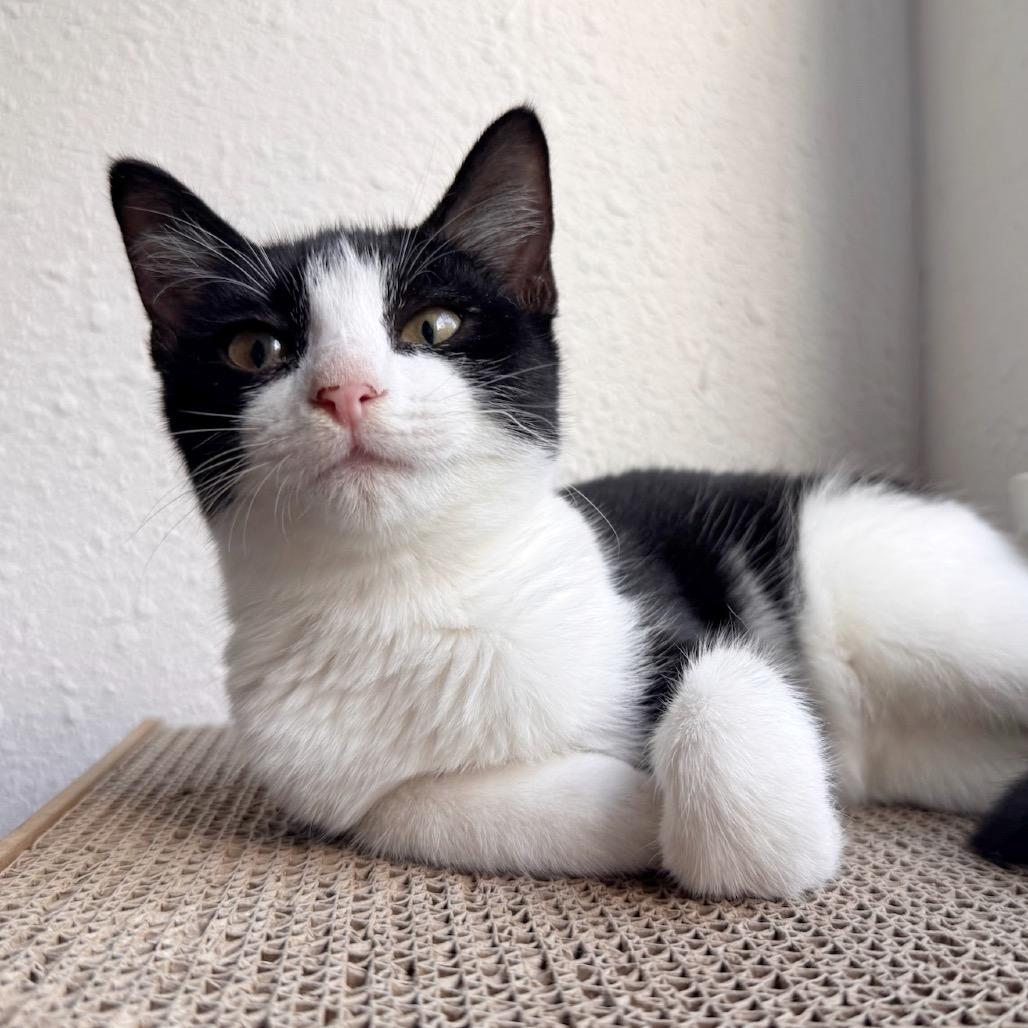Enlarge Chepita (FeLV Positive), a Adoptable Domestic Short Hair in Poughkeepsie, NY image 5/5