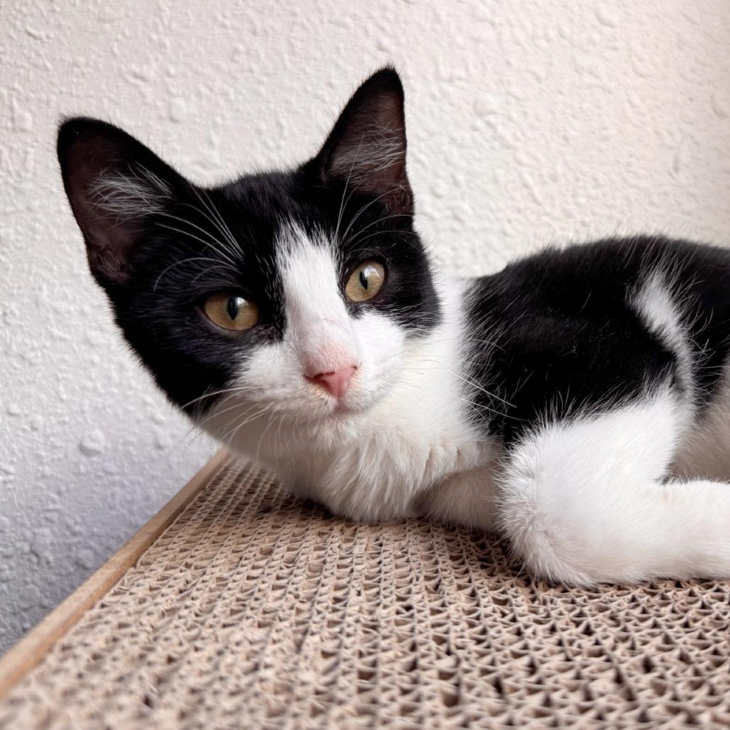 Enlarge Chepita (FeLV Positive), a Adoptable Domestic Short Hair in Poughkeepsie, NY image 3/5