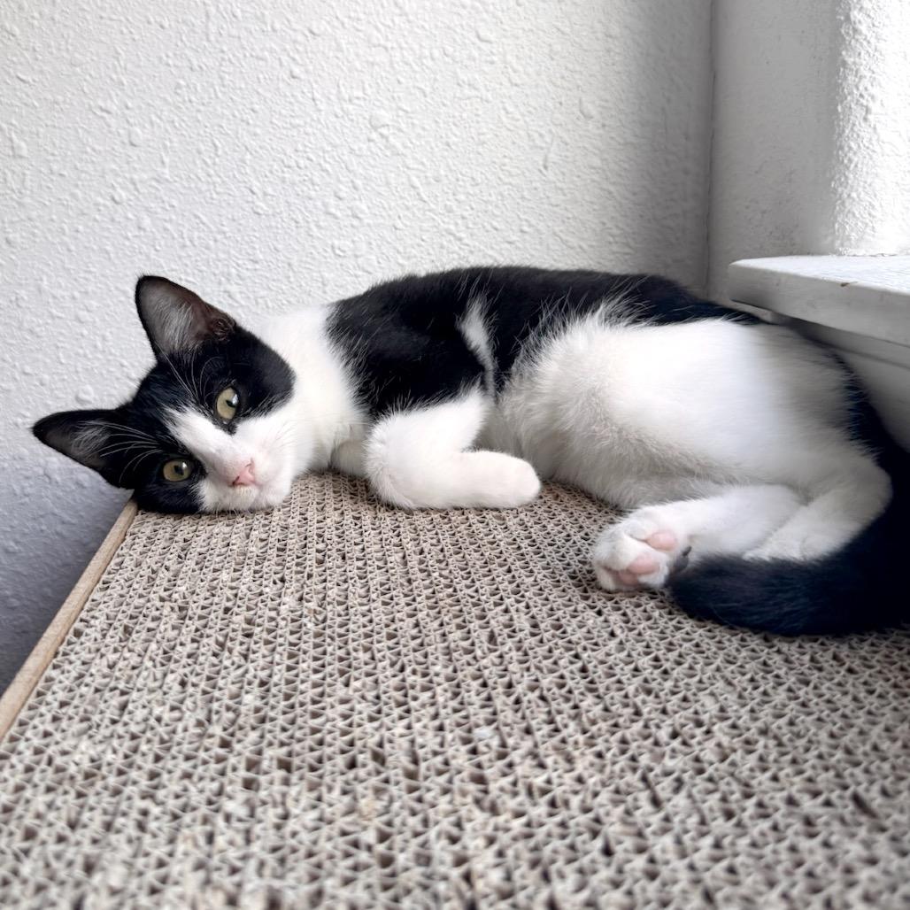 Enlarge Chepita (FeLV Positive), a Adoptable Domestic Short Hair in Poughkeepsie, NY image 4/5