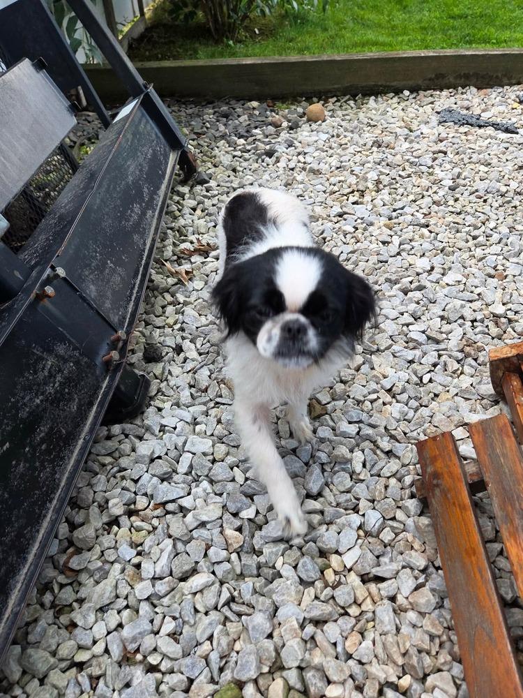 Enlarge Minnie, a Adoptable Japanese Chin in Middletown, CT image 1/2