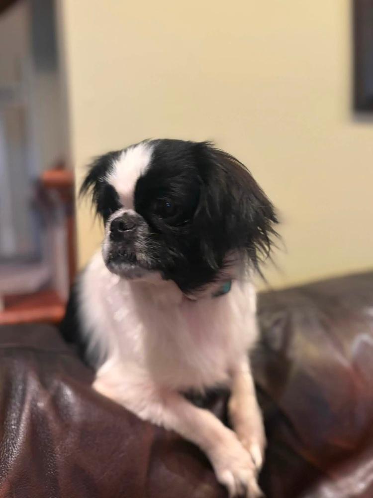 Enlarge Minnie, a Adoptable Japanese Chin in Middletown, CT image 2/6