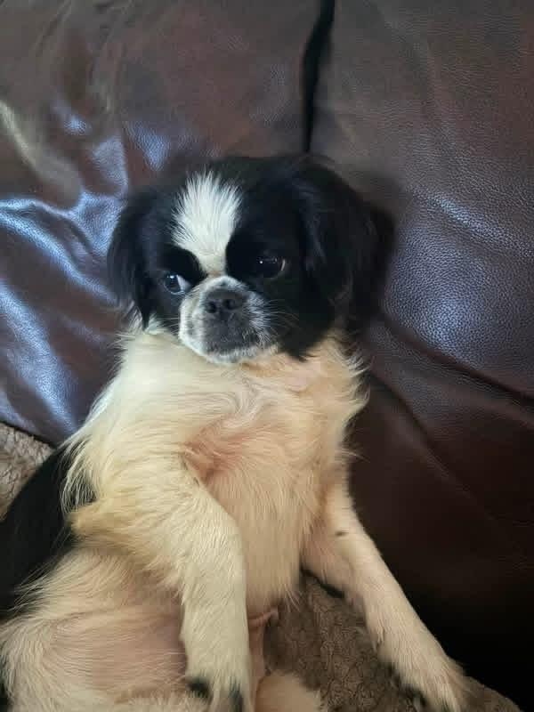 Enlarge Minnie, a Adoptable Japanese Chin in Middletown, CT image 3/6