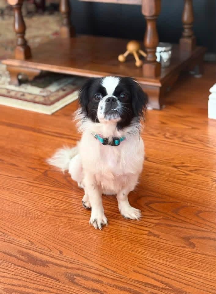 Enlarge Minnie, a Adoptable Japanese Chin in Middletown, CT image 4/6