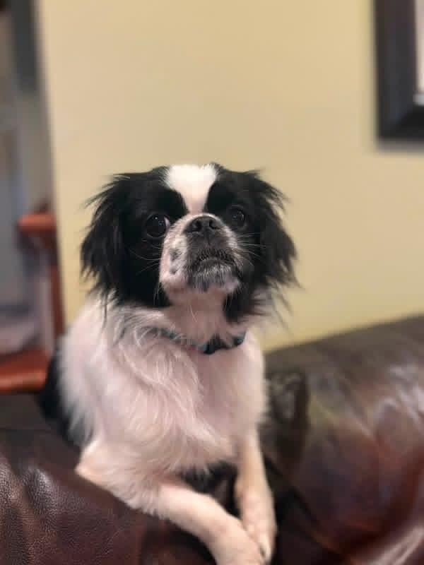 Enlarge Minnie, a Adoptable Japanese Chin in Middletown, CT image 5/6