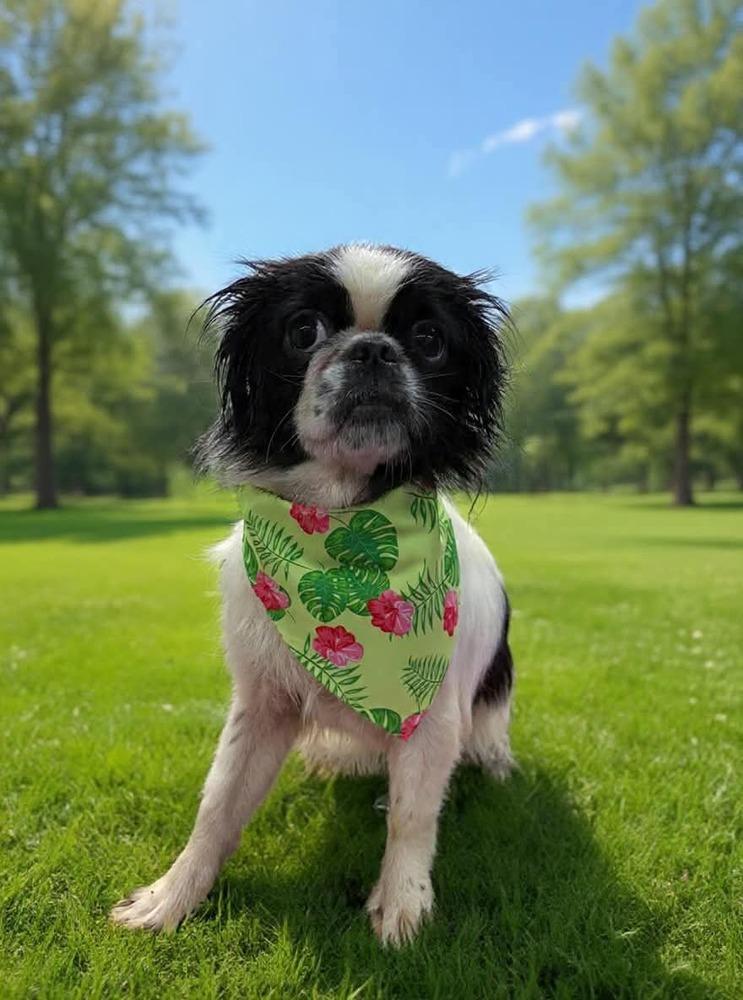 Enlarge Minnie, a Adoptable Japanese Chin in Middletown, CT image 2/2