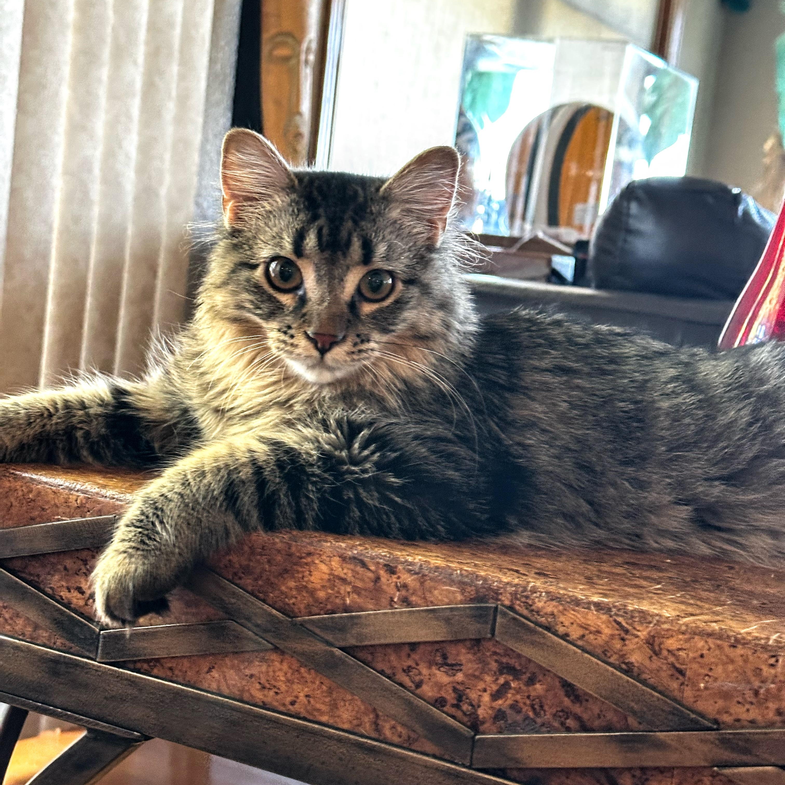 Willamina, a Adoptable Domestic Long Hair in Reeseville, WI image 2/5