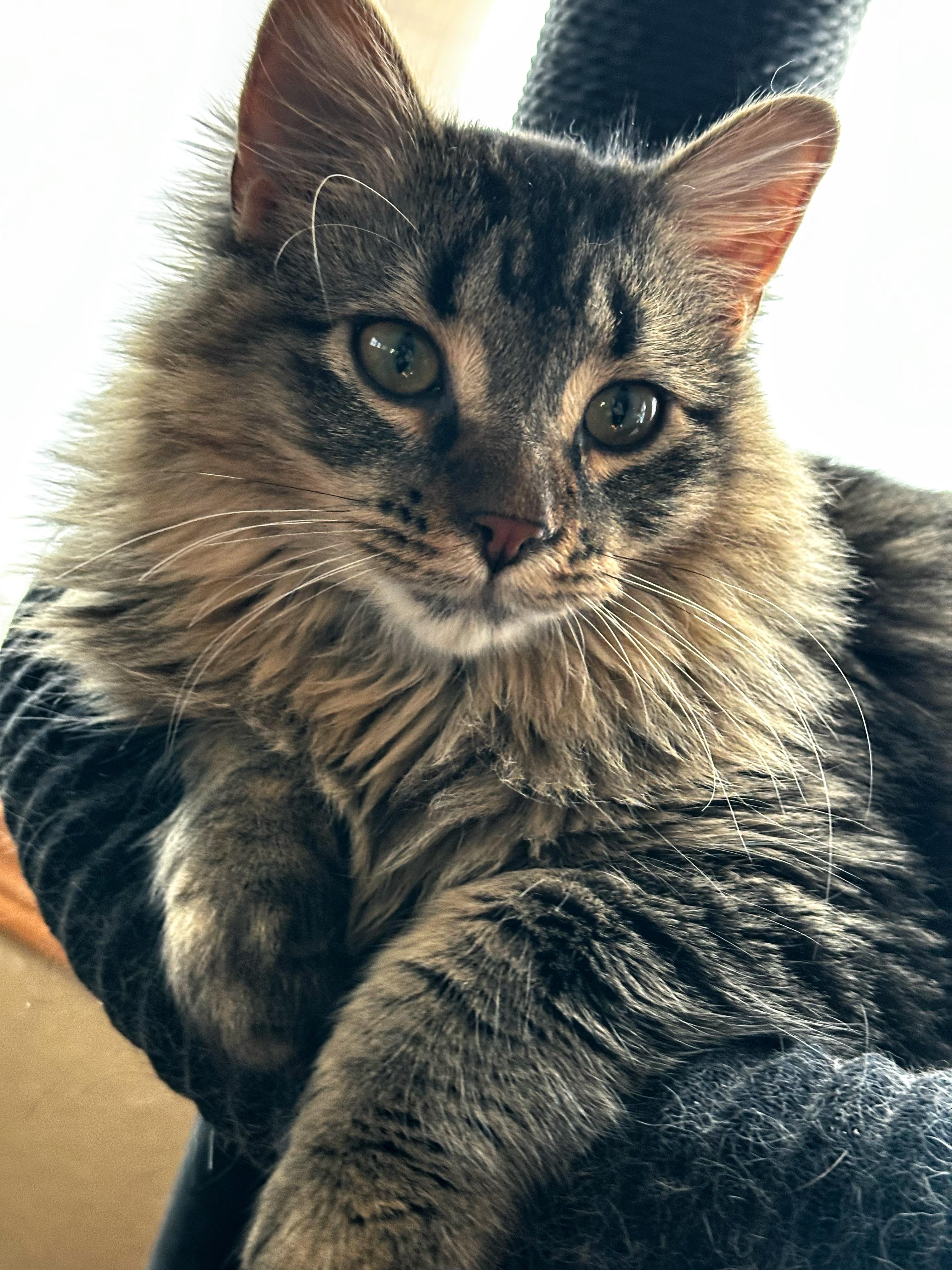 Willamina, a Adoptable Domestic Long Hair in Reeseville, WI image 1/5