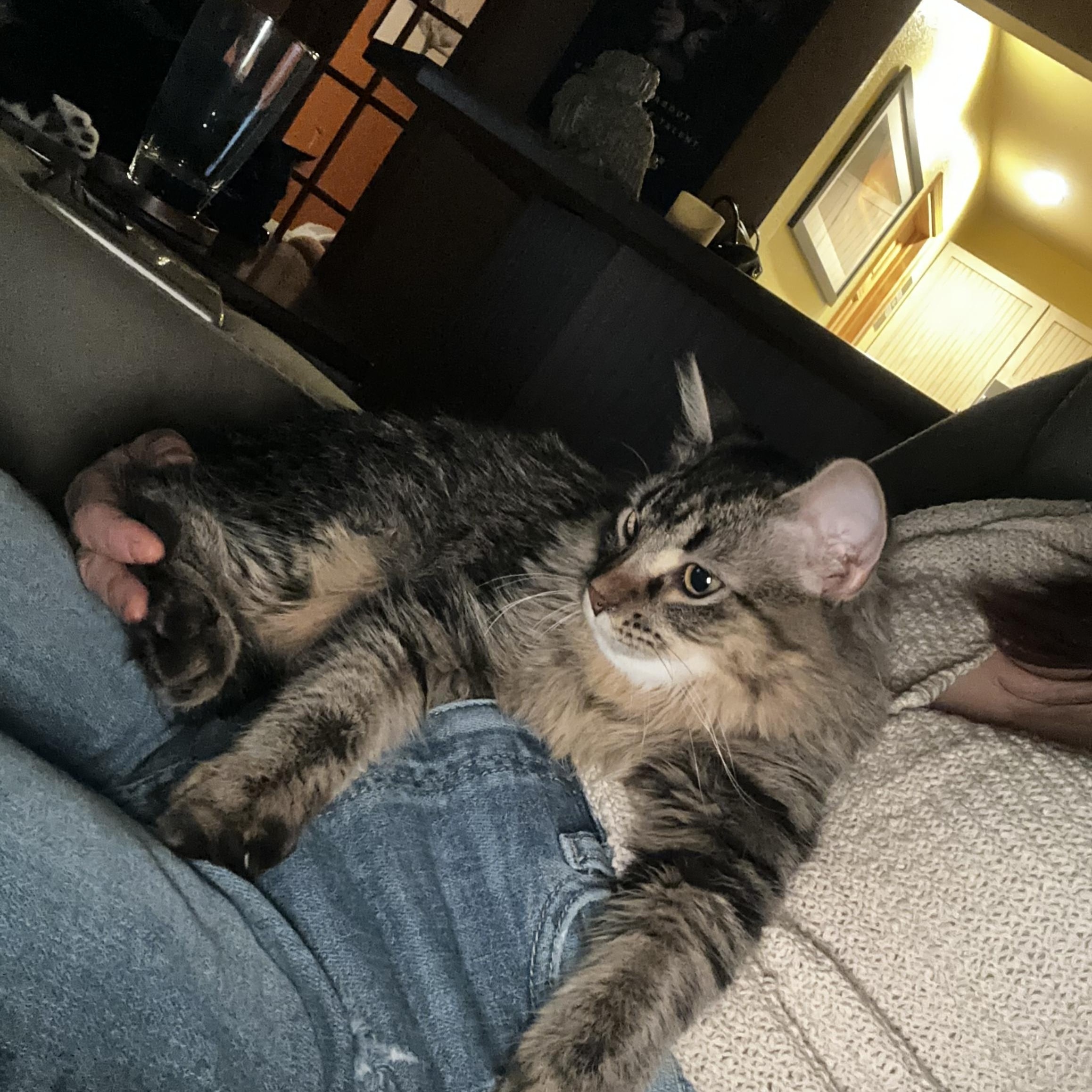 Willamina, a Adoptable Domestic Long Hair in Reeseville, WI image 5/5