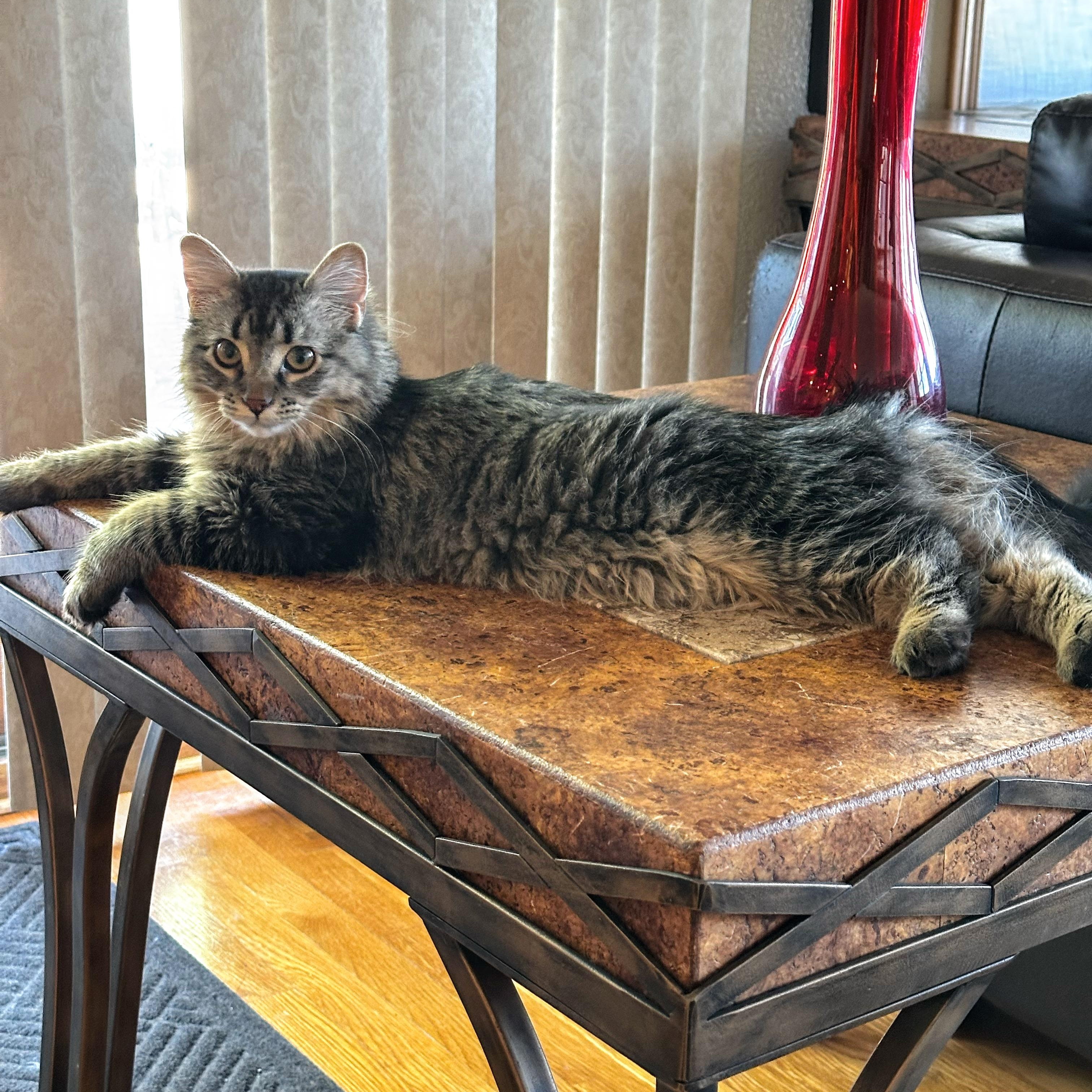 Willamina, a Adoptable Domestic Long Hair in Reeseville, WI image 4/5