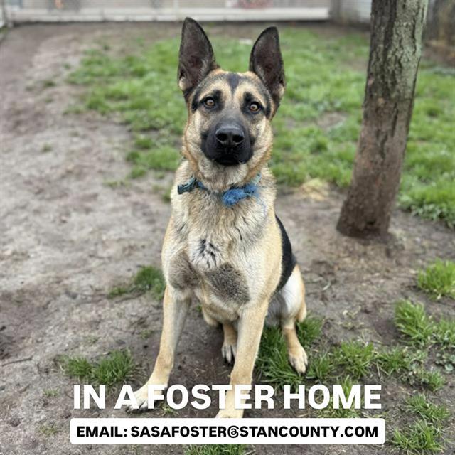 RICHARD, Adoptable, Adult Male German Shepherd Dog.