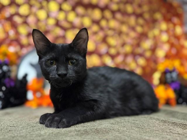 WOBBLES, Adoptable, Kitten Female Domestic Short Hair.